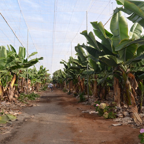 拉斯玛格丽塔斯香蕉种植园