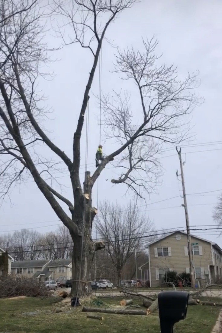Arborist carefully cutting branches while suspended in a large tree canopy