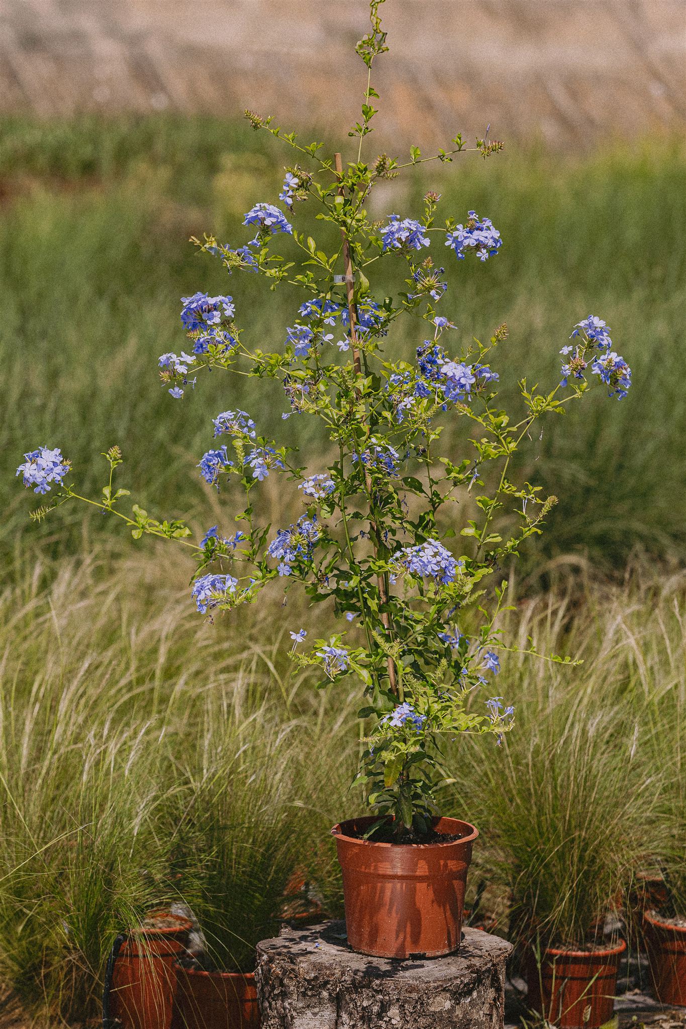 Tomillo Eiviss Garden