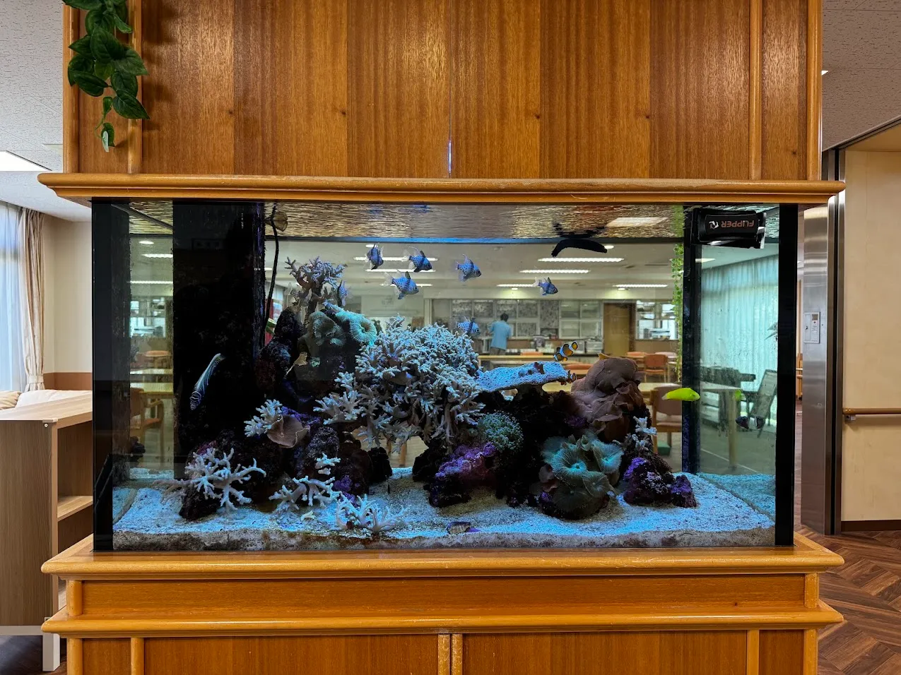 木製キャビネットに収められた水槽内で、サンゴの間を複数の海水魚が泳いでいる