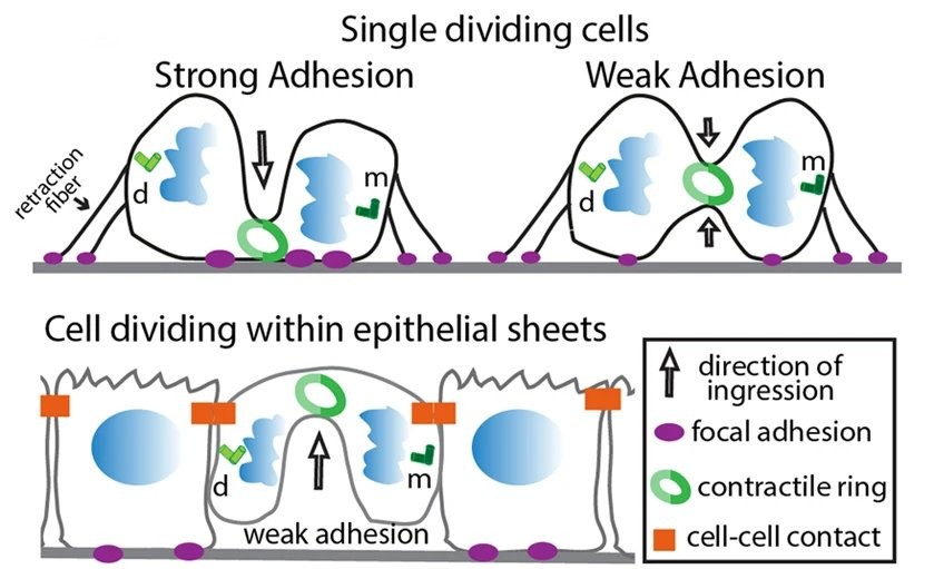 Graphical abstract for Focal adhesions control cleavage furrow shape and spindle tilt during mitosis