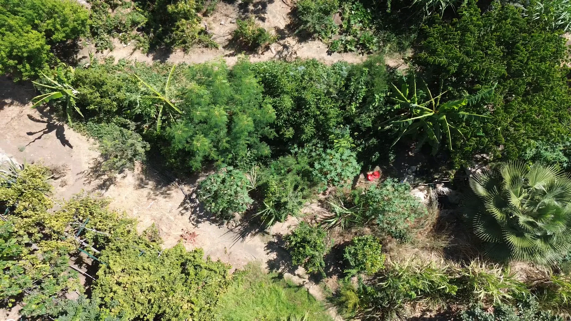 Aerial view of a planted berm and path following the contour of a terraced slope, Andalucía