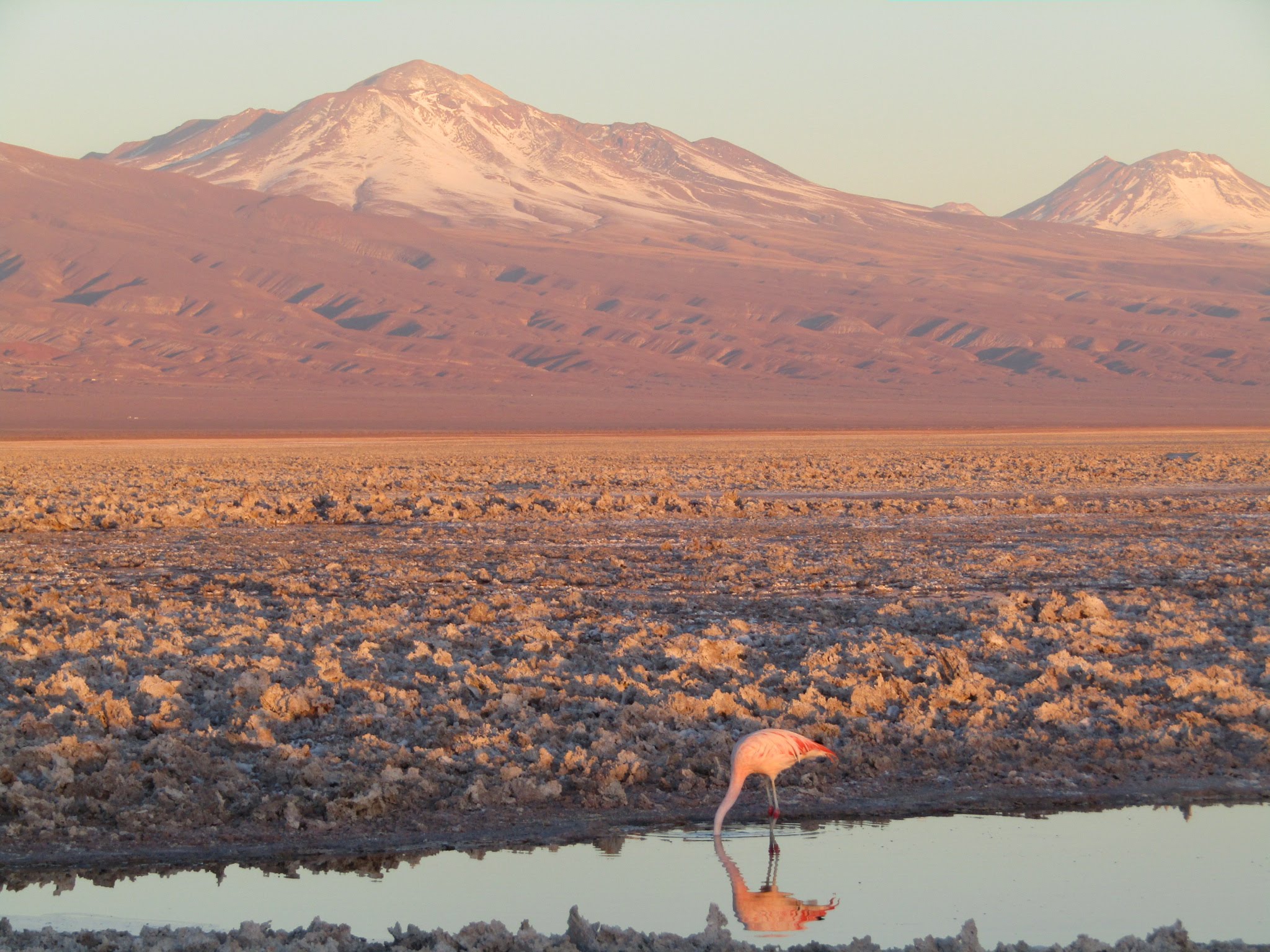 animal running on field