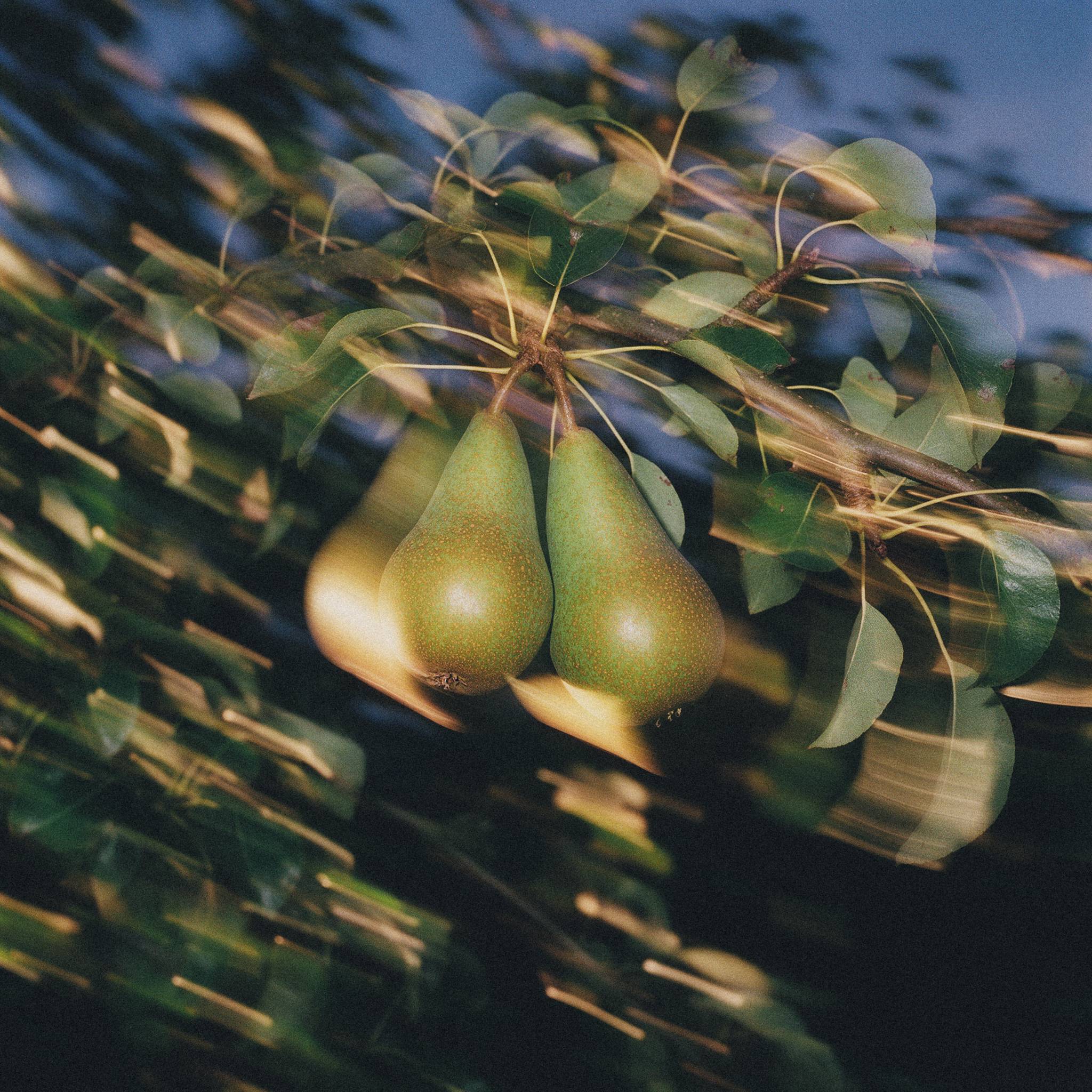 Pears on the branch at dusk, streaked with movement