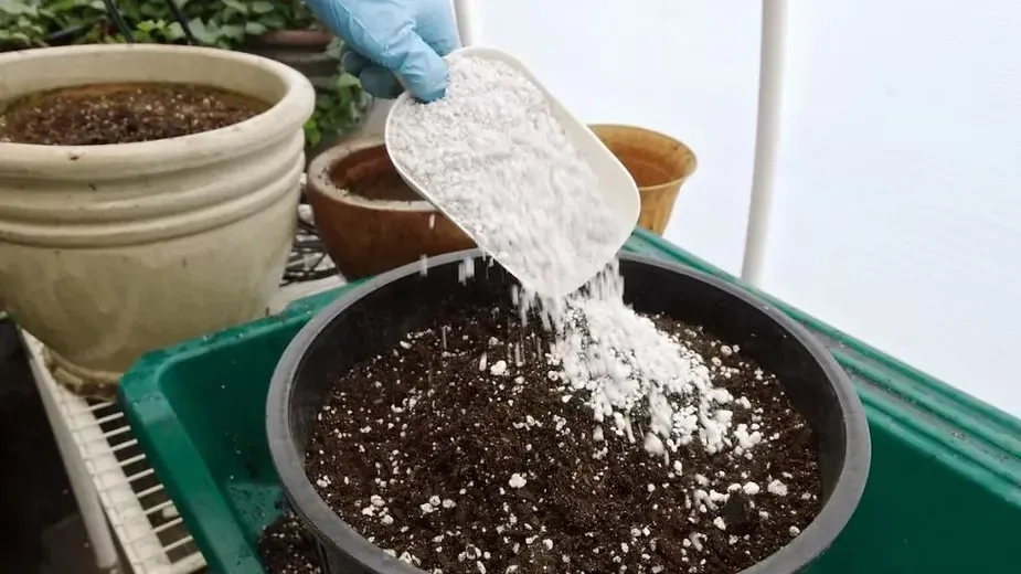 How to Use Perlite for Plants As Soil Amendment.webp