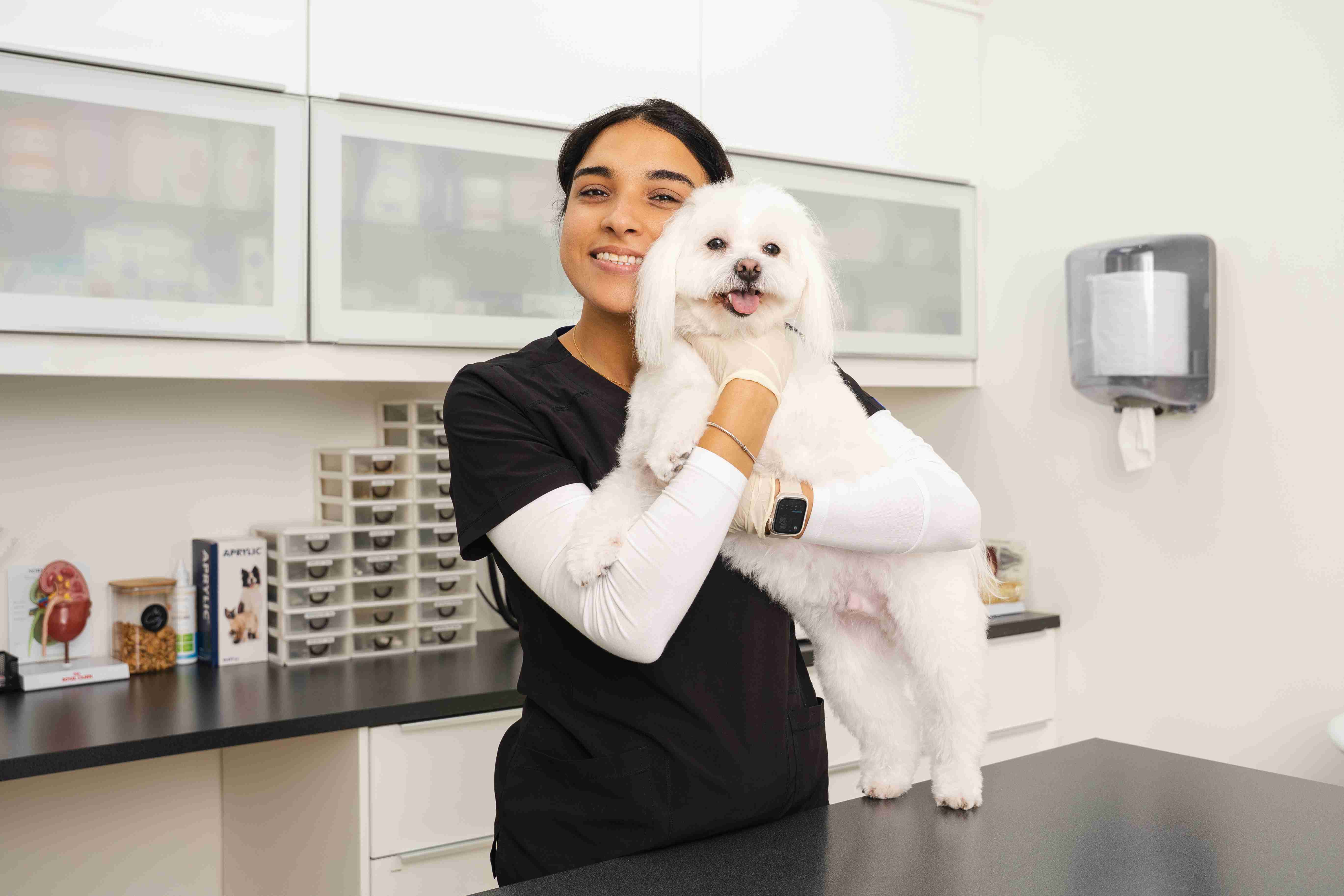 A veterinarian examines a cheerful brown poodle using a stethoscope in a clinic before administering a pet vaccination. The dog looks happy with its tongue out, conveying a caring atmosphere.