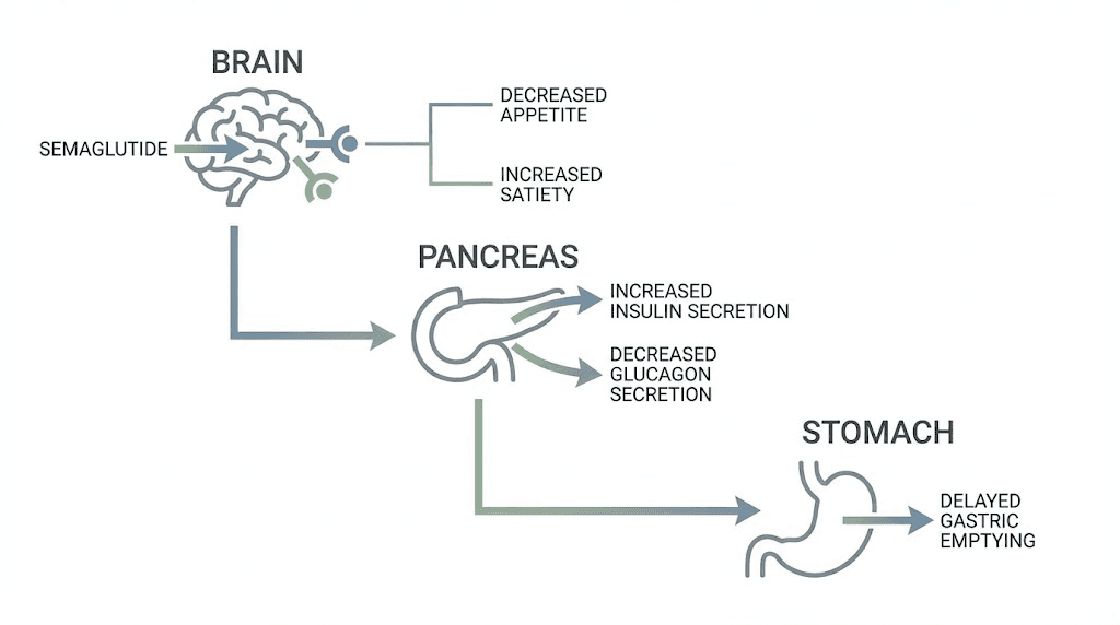 How semaglutide works in the body diagram showing brain, pancreas, and stomach