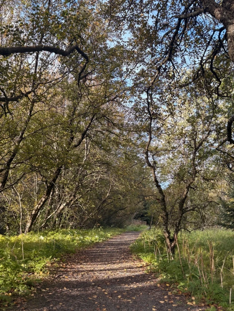 wide easy mountainbike trail through birch trees