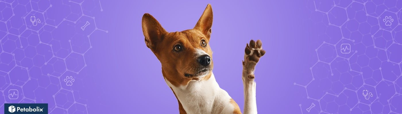 Basenji image