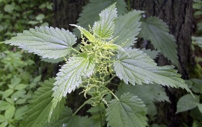 Nettle Plant