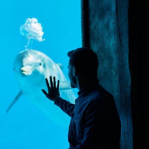 Un hombre toca el cristal de un acuario, frente a un delfín. El delfín crea una burbuja sobre su cabeza en el vibrante agua azul.
