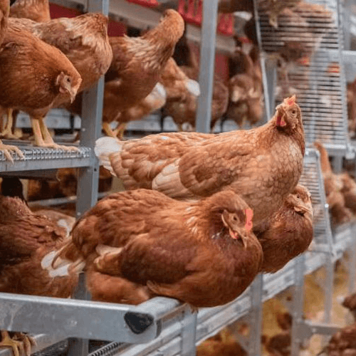 barn raised chickens