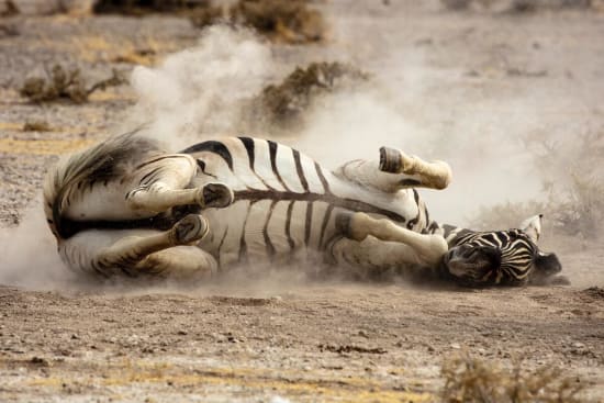 Etosha National Park Animals