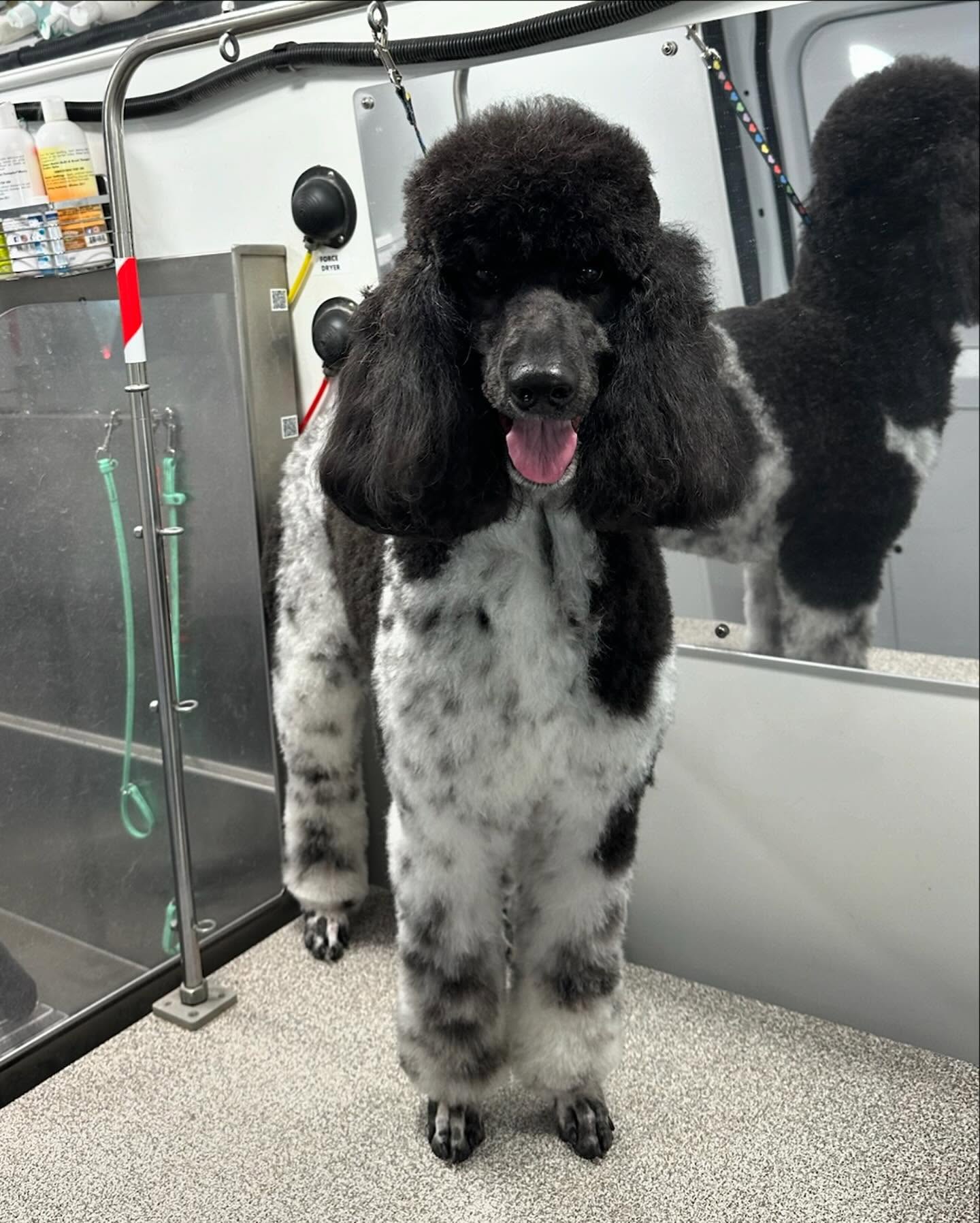 Freshly groomed black and white poodle standing in mobile grooming salon in Baltimore, Maryland