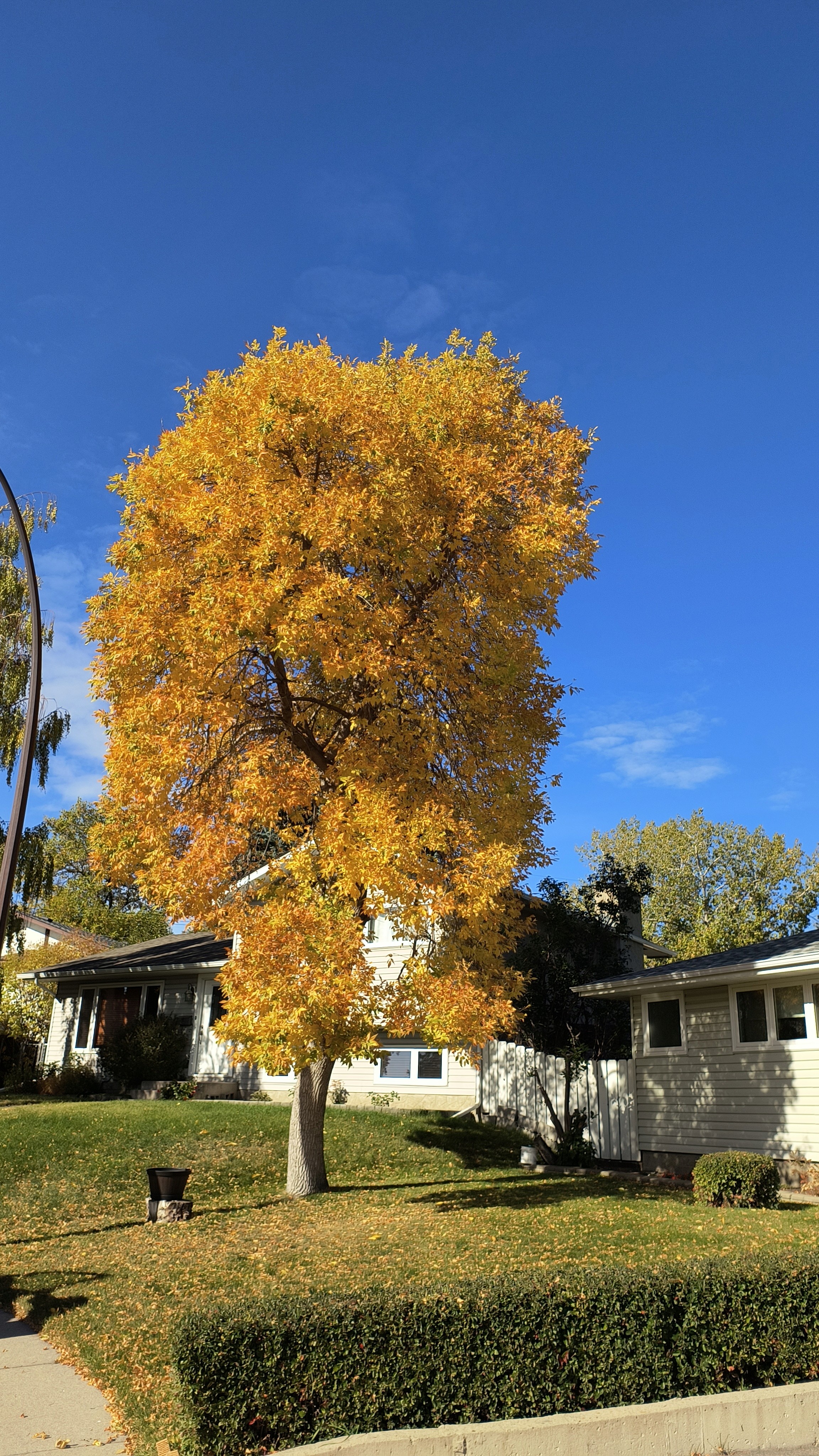A well pruned tree with yellow fall colour.