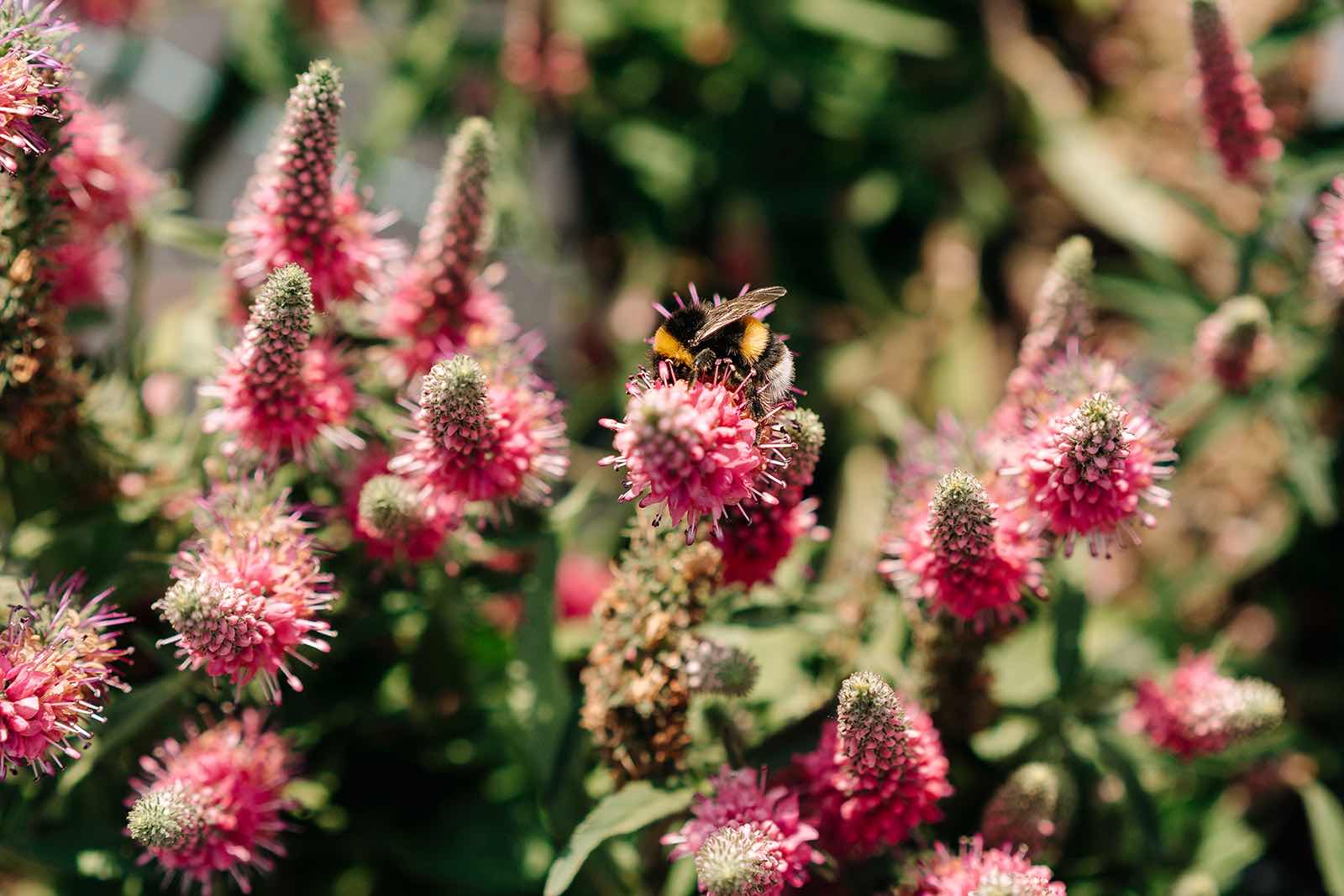 Buiten gekweekte planten