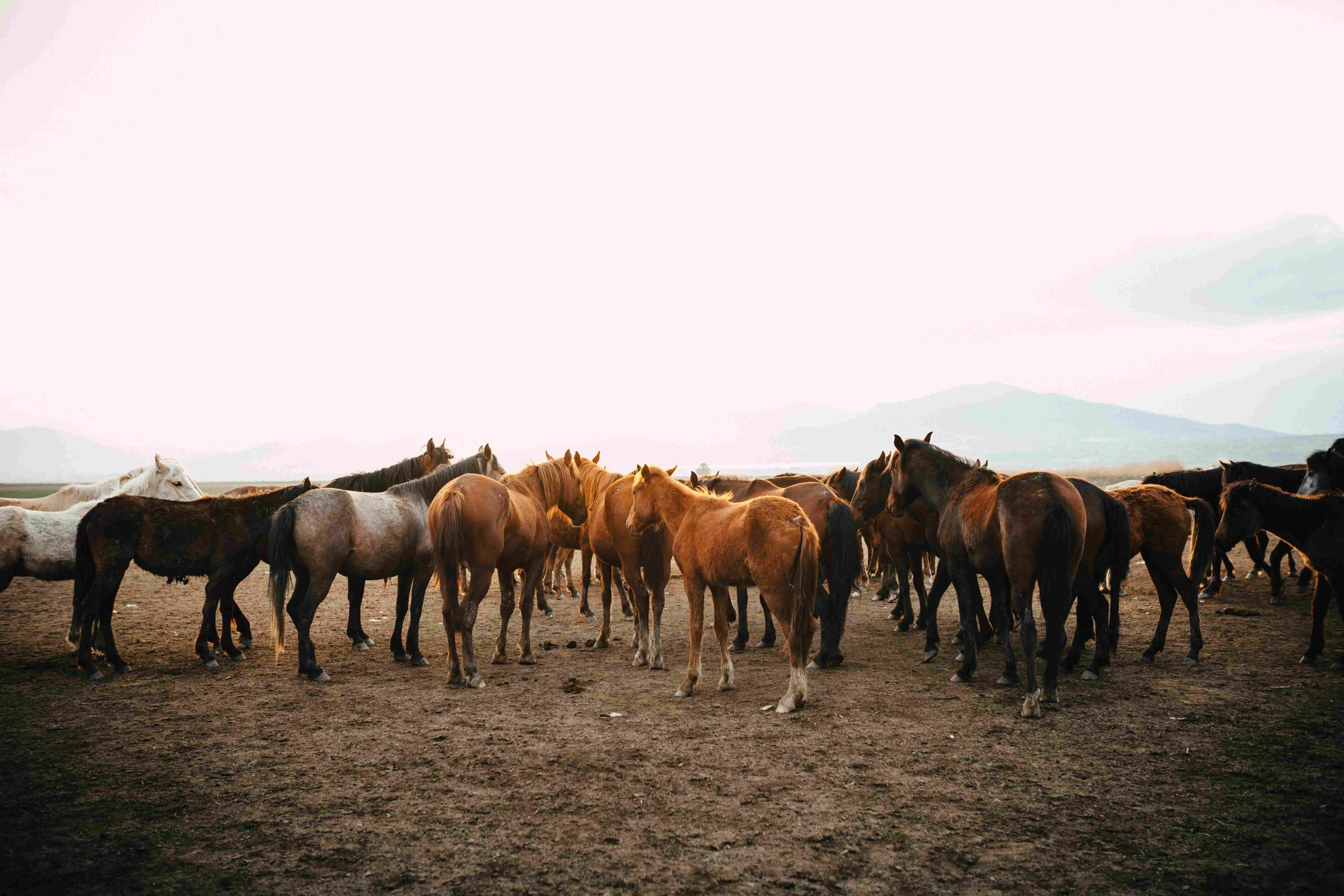 Heard health image with a group of horses
