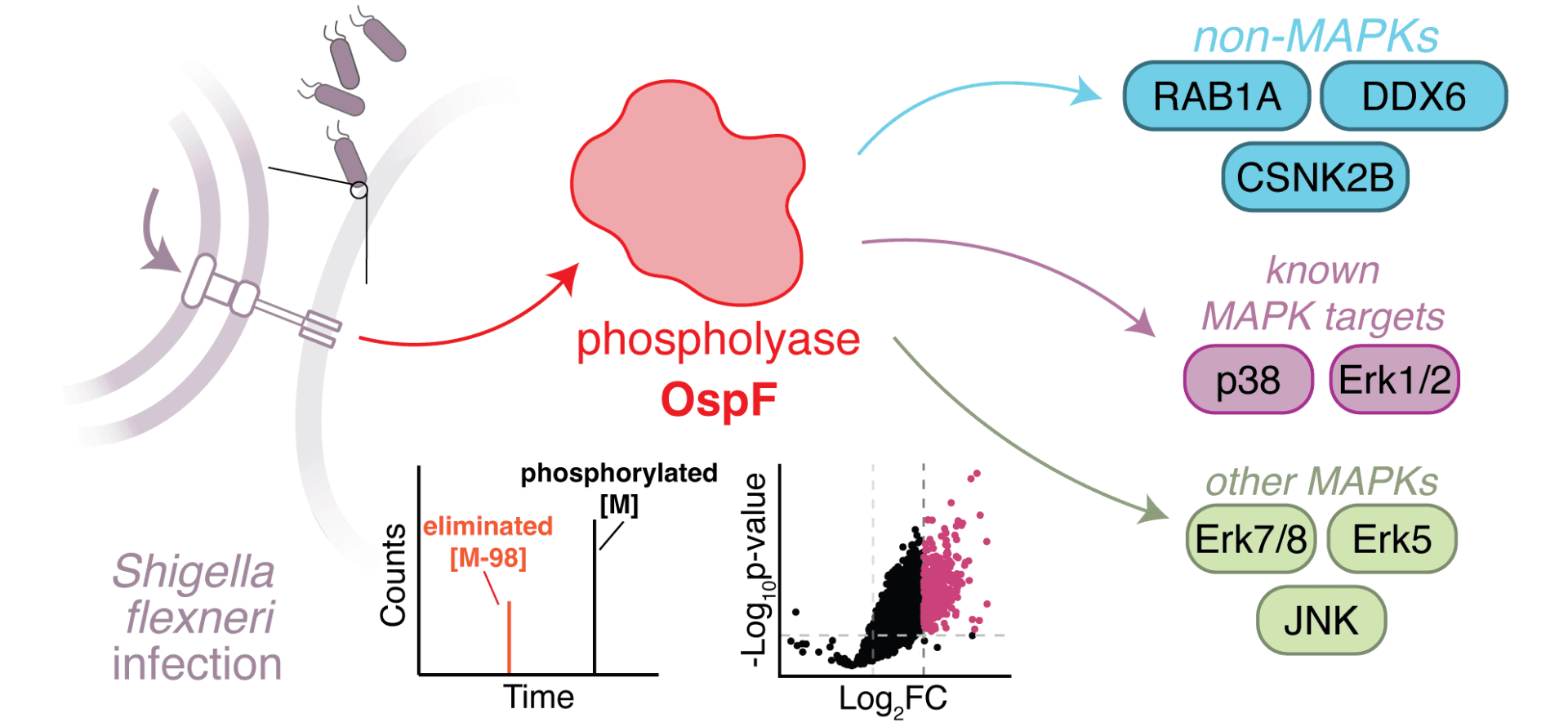 Phosphorylation dephosphorylation effector PTM proteomics enrichment