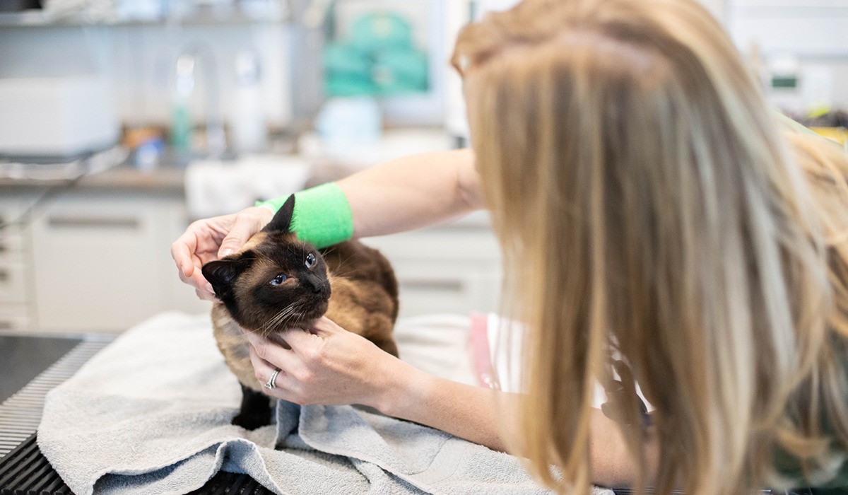 A DVM examining a cat's eyes