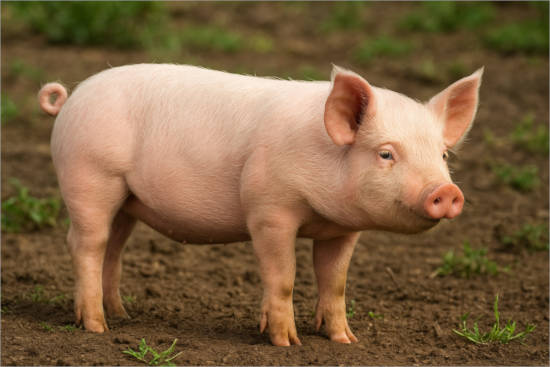 Por qué se le corta la cola a los cerdos: la razón real detrás de esta práctica en granjas