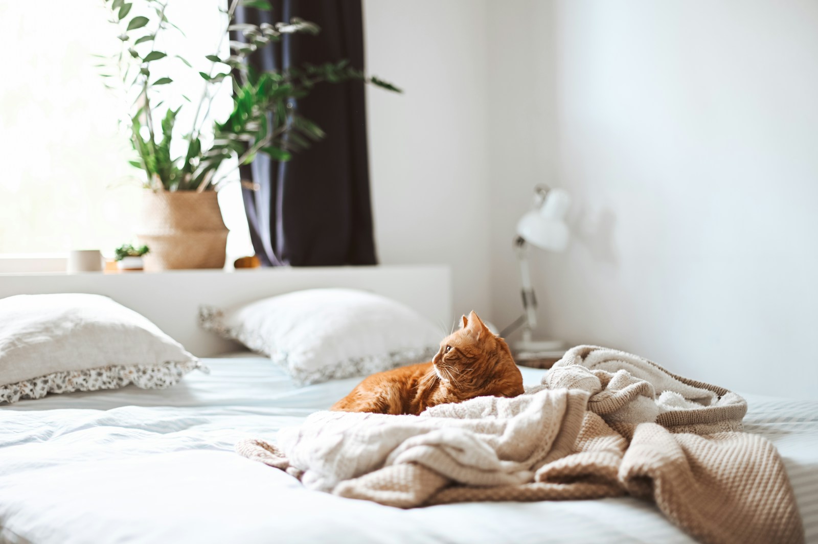 Cat resting on premium soft bedding