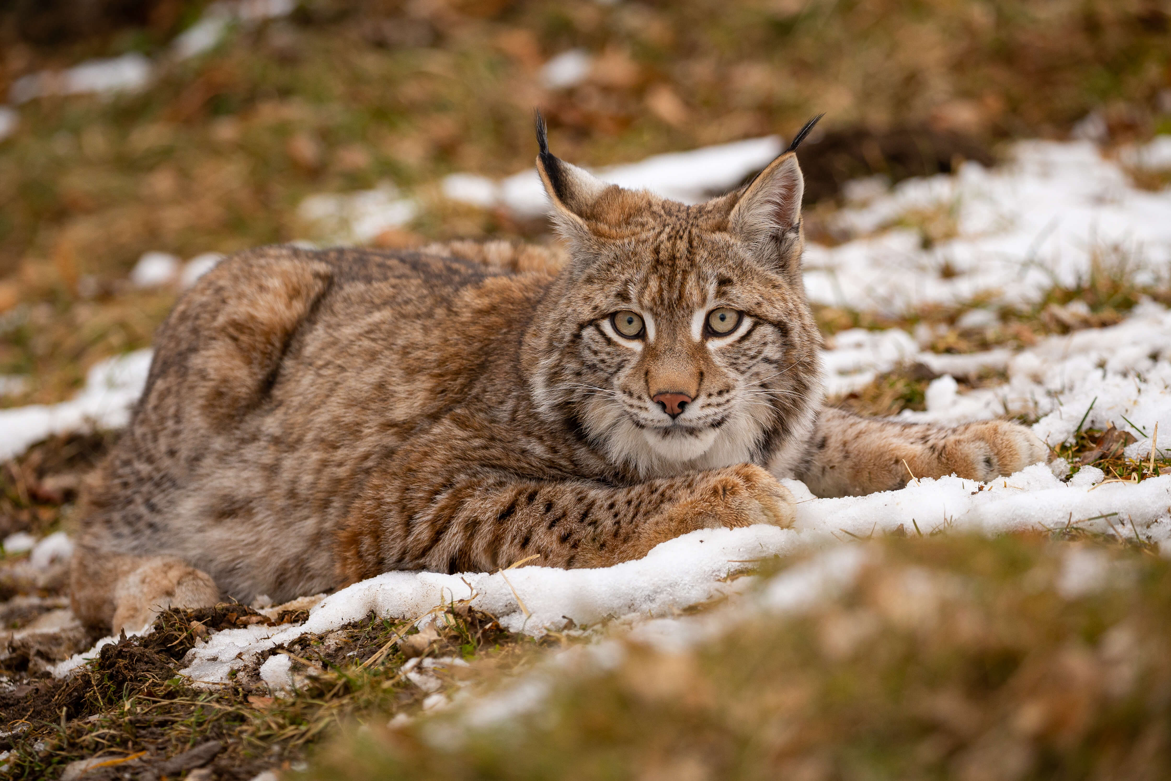 Bobcat