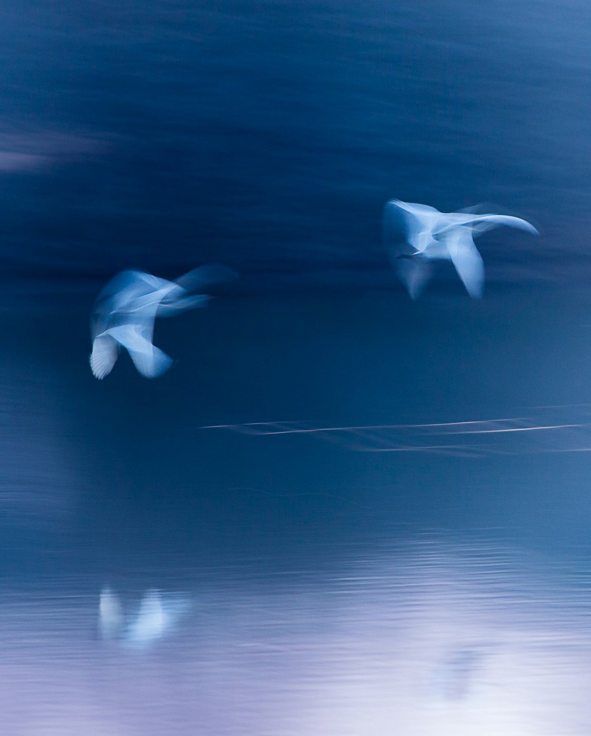 A motion blurred photo of two Terns flying 