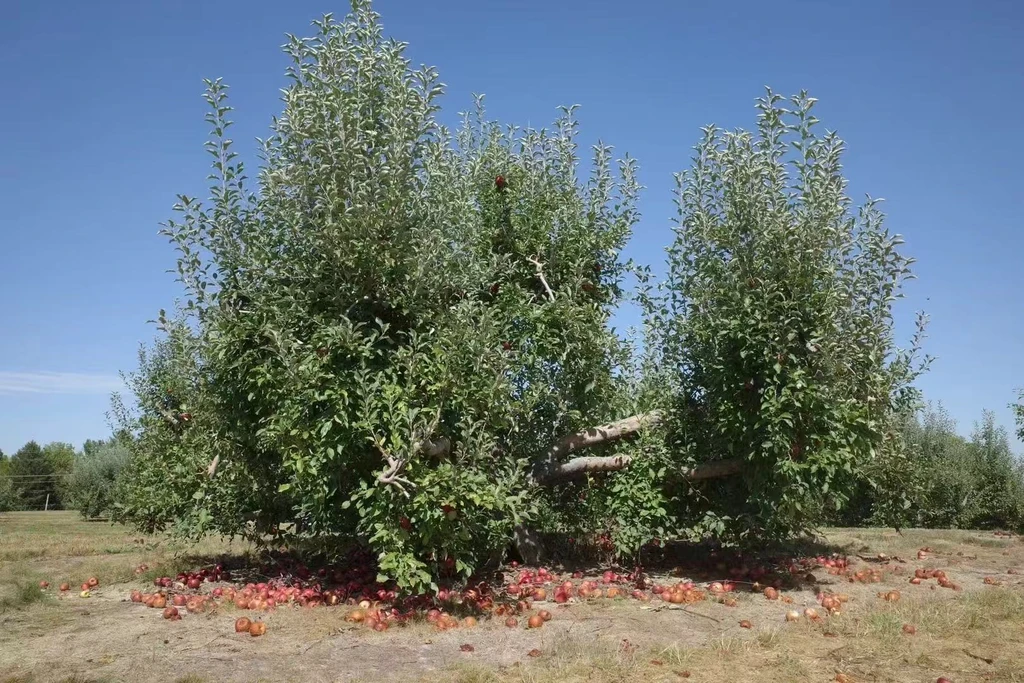 The image featured in the middle of the about us page