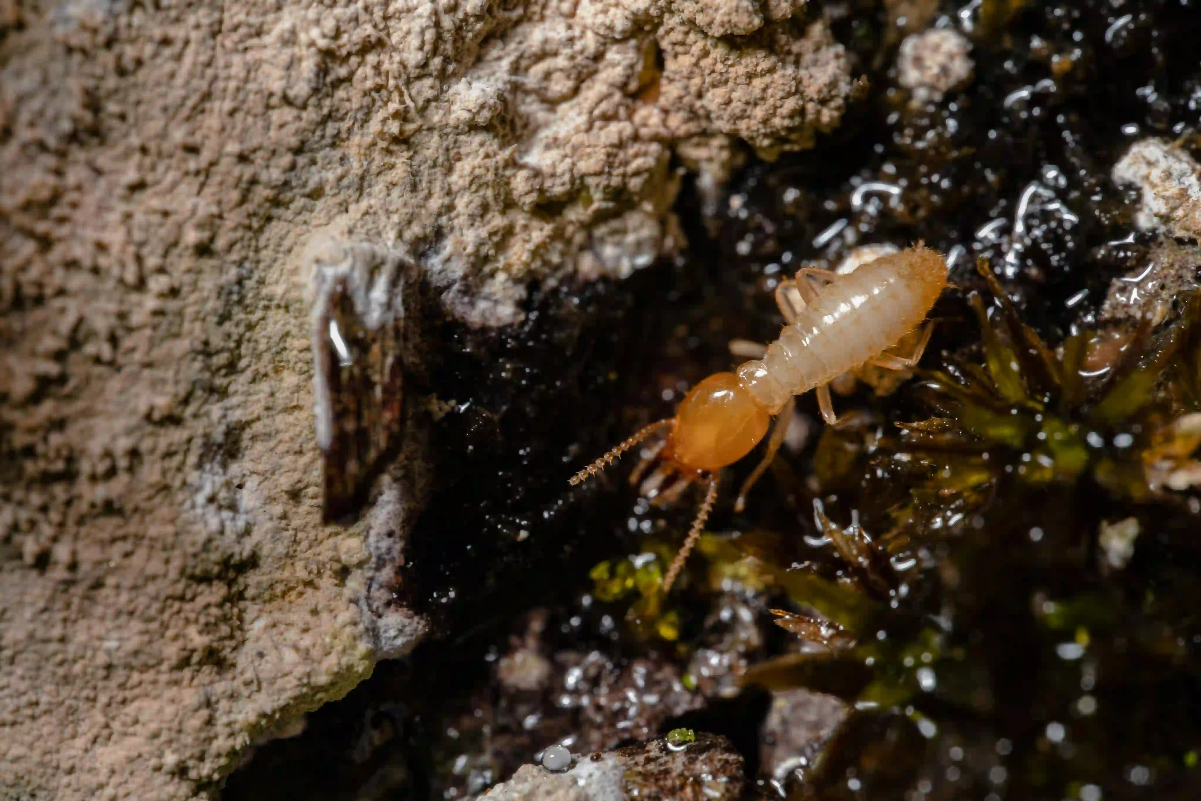 Top 5 Signs of a Termite Infestation