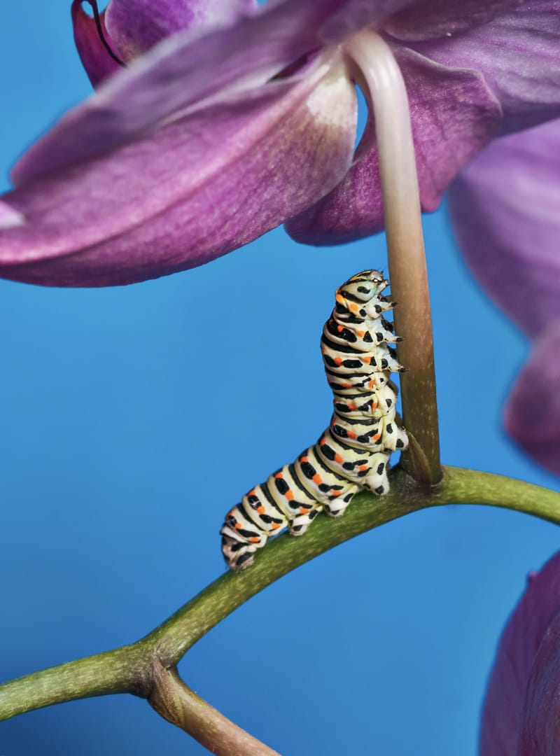 A caterpillar on the stem of a flower representing broad and lasting change