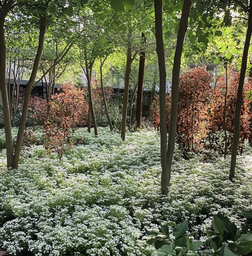 bosque blanco la serpiente
