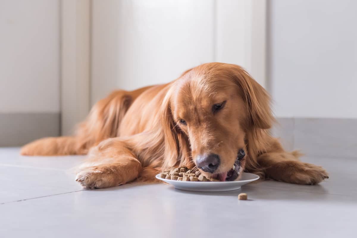 Golden Retriever diet and nutrition