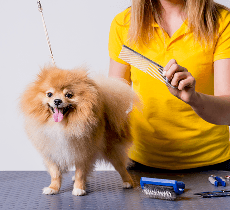 “A small fluffy dog on a grooming table while a groomer wearing a yellow shirt brushes its fur