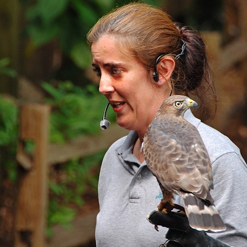 一个戴着耳机的人手持一只鹰，戴着手套。背景模糊，呈现出绿色植物和围栏。