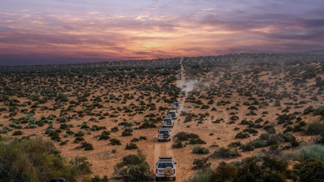 A convoy of four wheel drive vehicles drive out into the desert on a dusty track surrounded by small shrubs