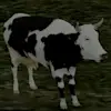 Profile image of success customer