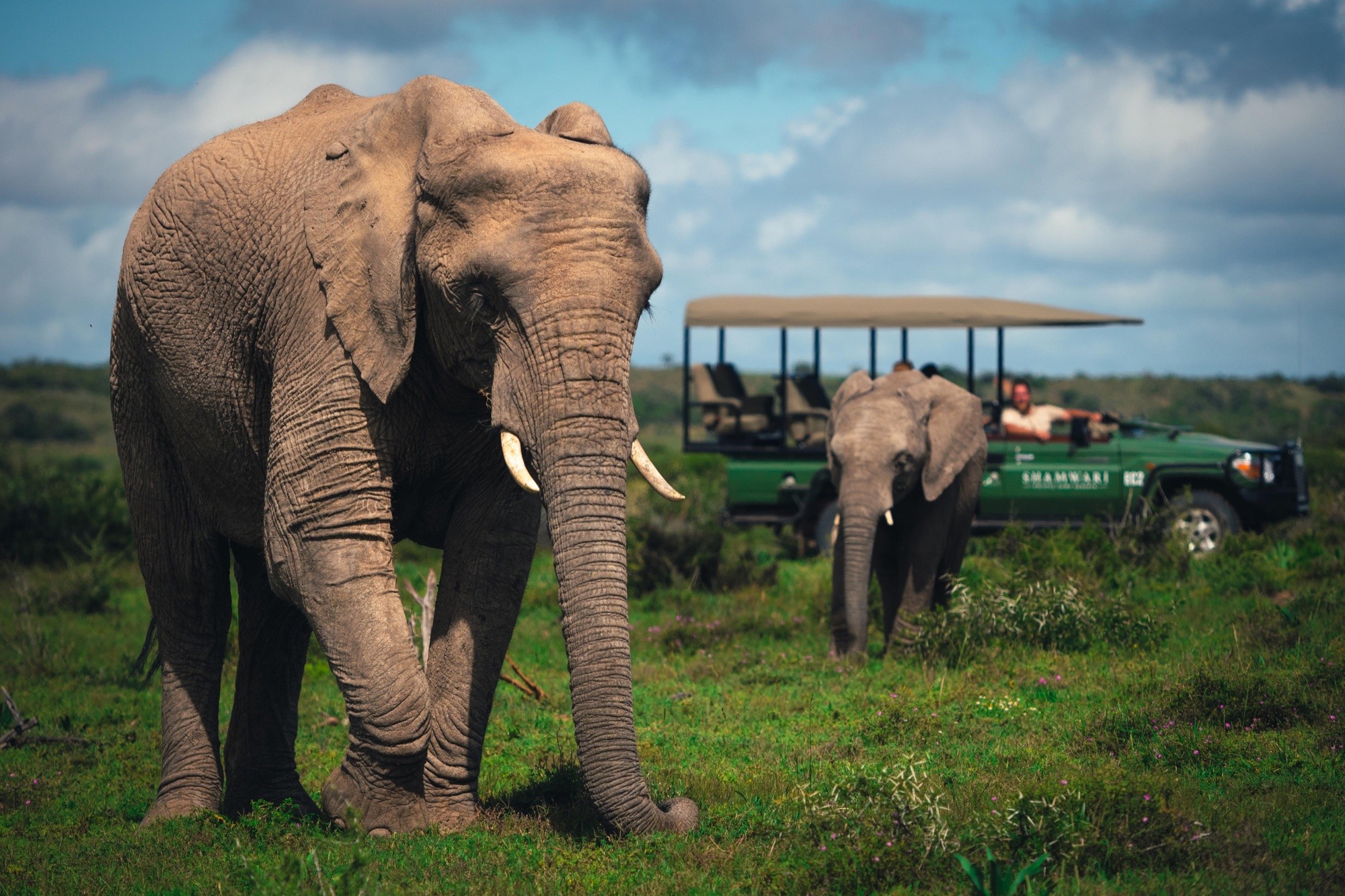 An adult elephant and a younger one walk across green grassland in front of an open Shamwari game drive vehicle with guests aboard.