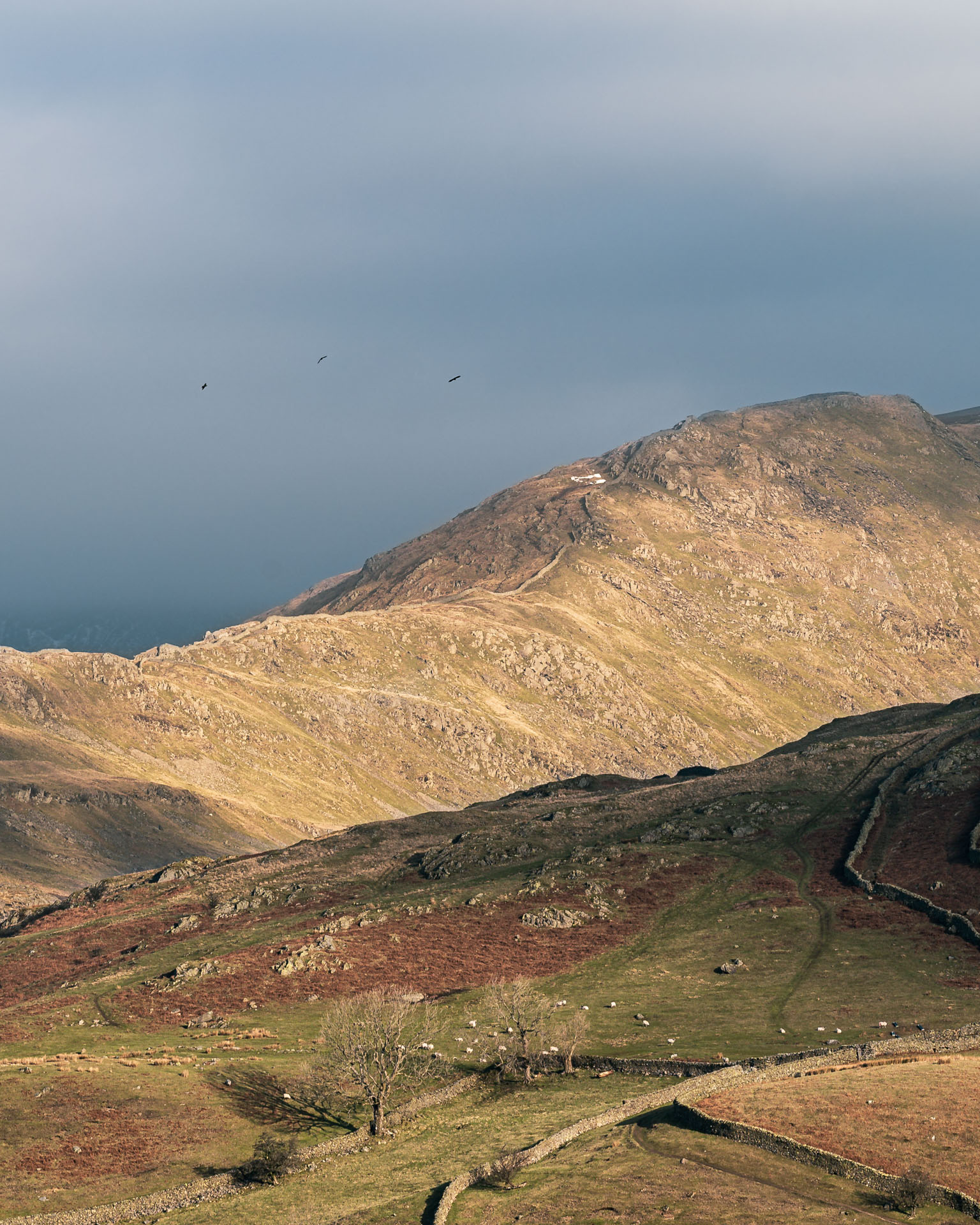 Three birds flying above the ascent to High Pike. The sun is illuminating the stone wall that climbs the fell, making it stand out against the stormy clouds in the sky behind it.