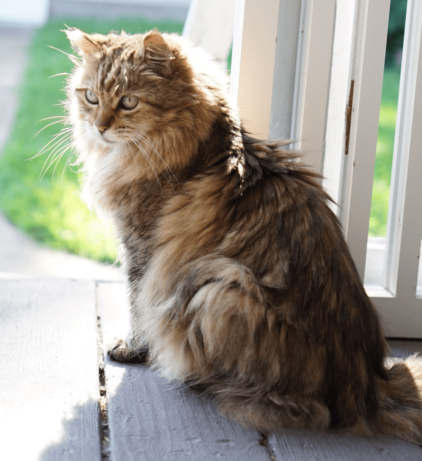 Brown and Black maine coon cat