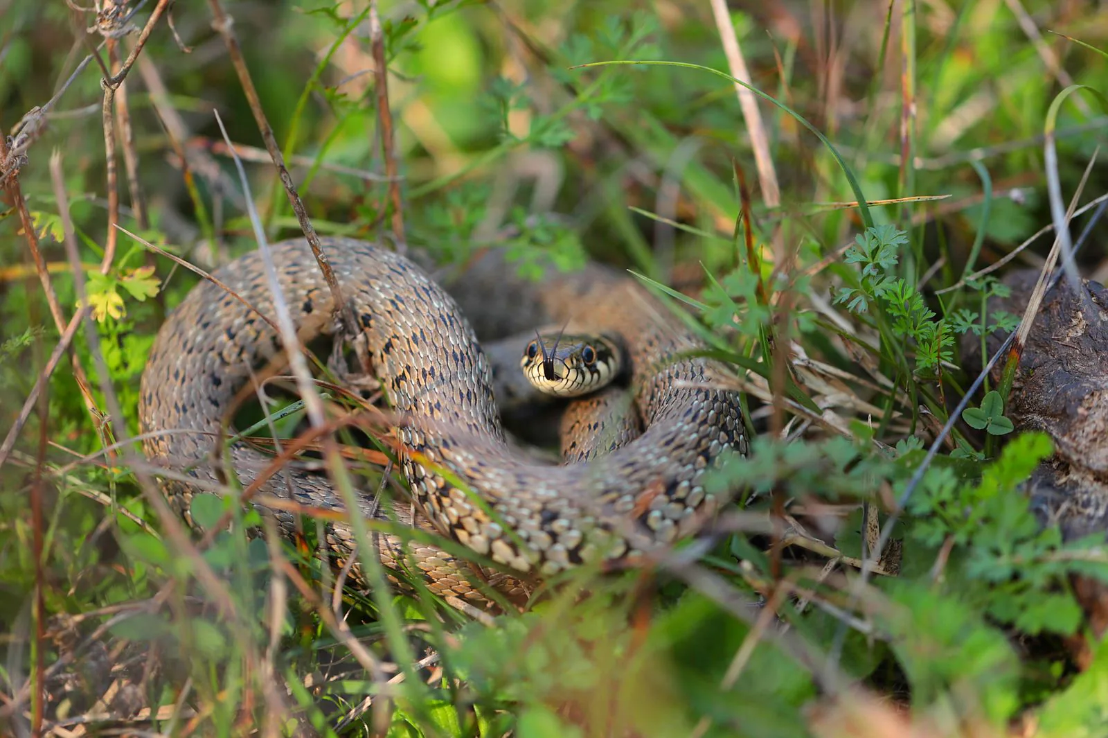 Grass snake