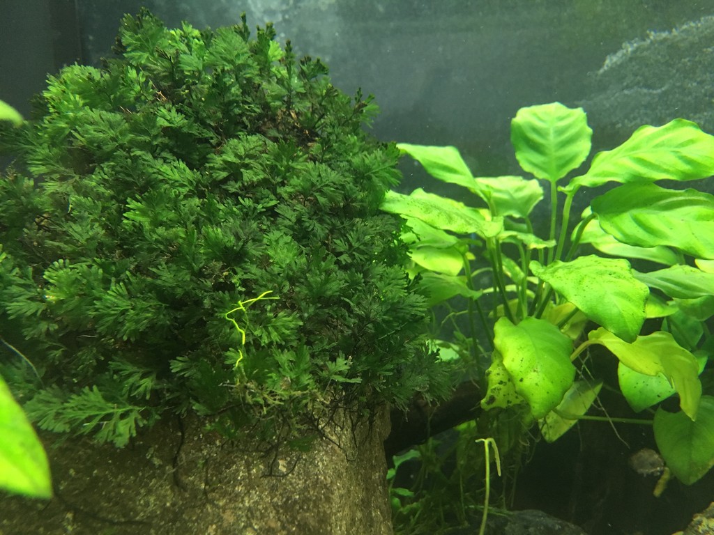 An assortment of plants and ferns for fish tanks