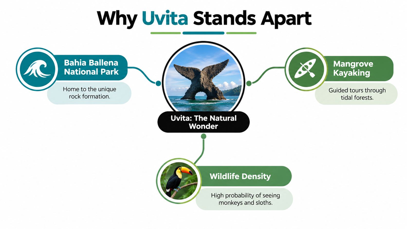 An infographic highlighting Uvita, Costa Rica, featuring its iconic whale tail rock, mangrove kayaking, and wildlife.