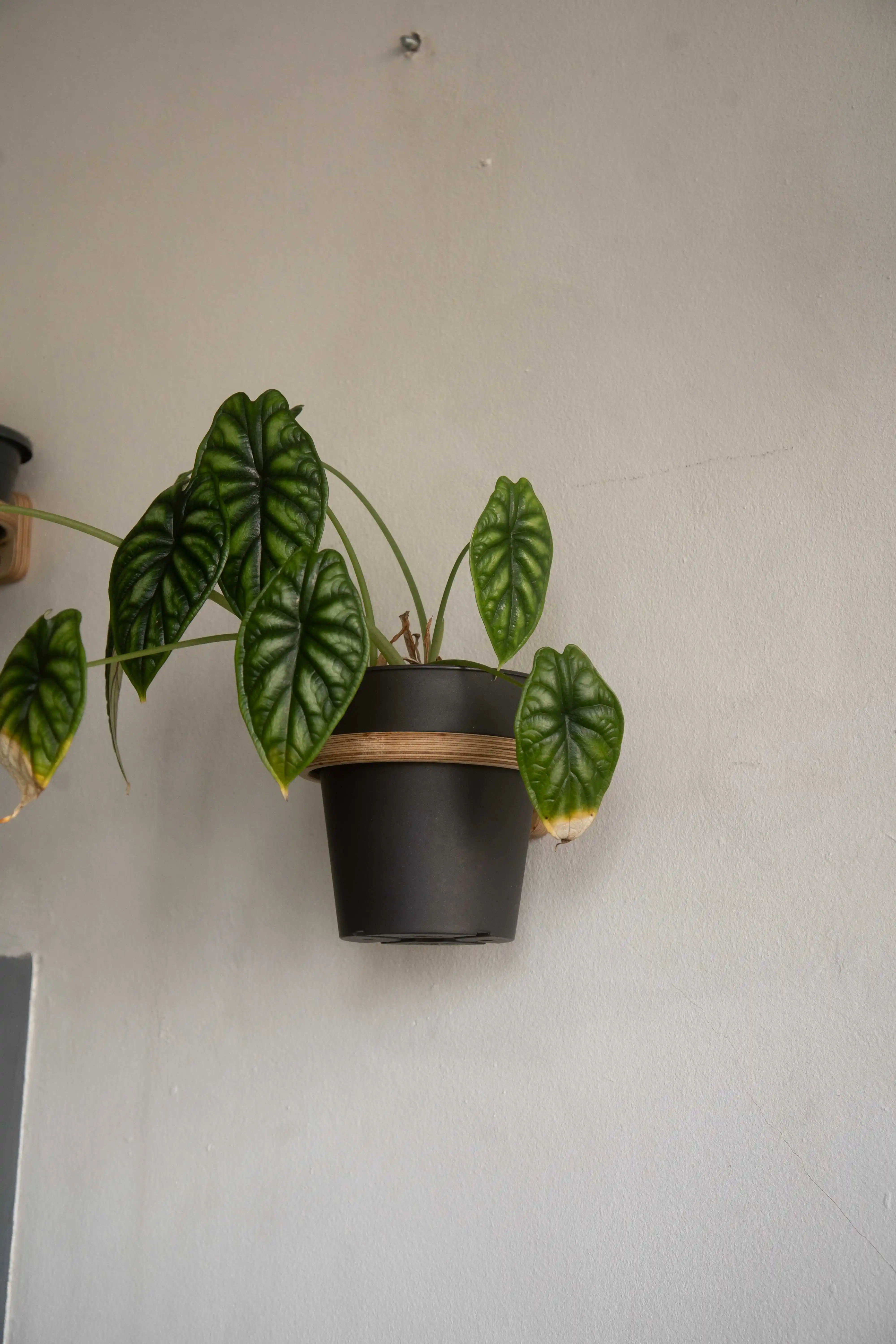 Pflanzenwand-Halter aus Multiplex mit eingesetzten Pflanzen