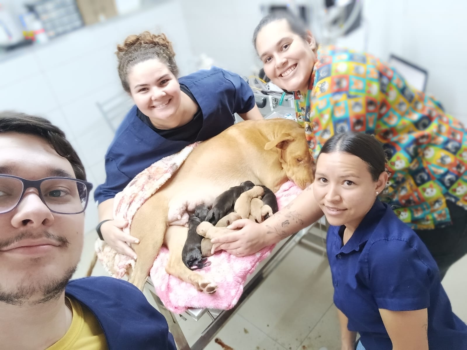 Cesariana em animais