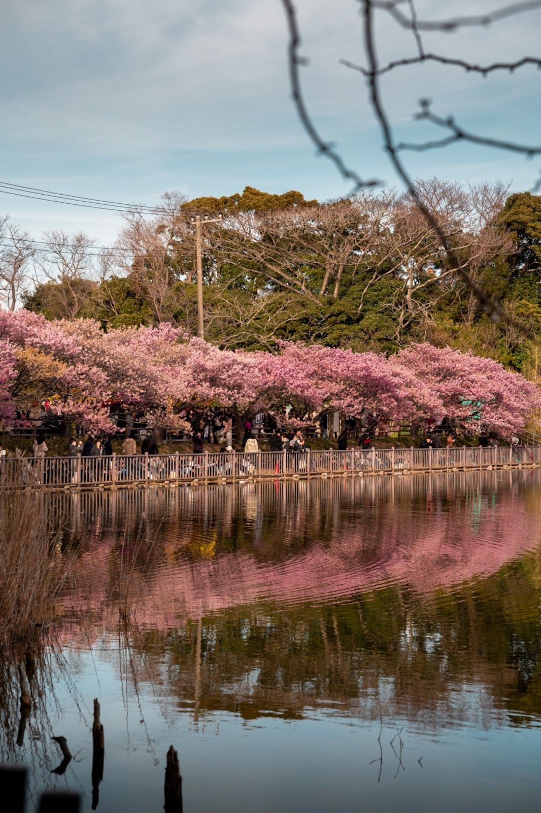 Row of sakura reflected in the water at Miura Station