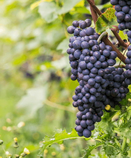 A close-up of a bunch of ripe red grapes hanging from a vine.