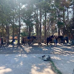 Cavaliers préparant leurs chevaux à l'ombre des grands arbres avant une balade au centre équestre Ranch Pegase, avec un chien endormi au premier plan.