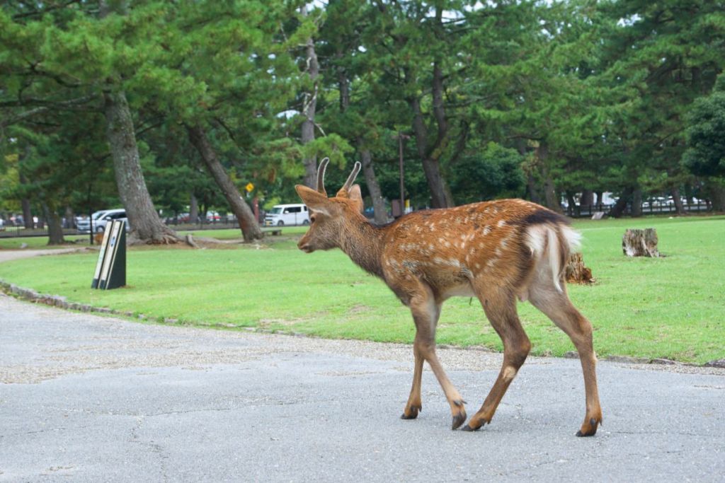 Deer in Nara Park, Japan