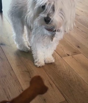 Image of dog in coffee shop.