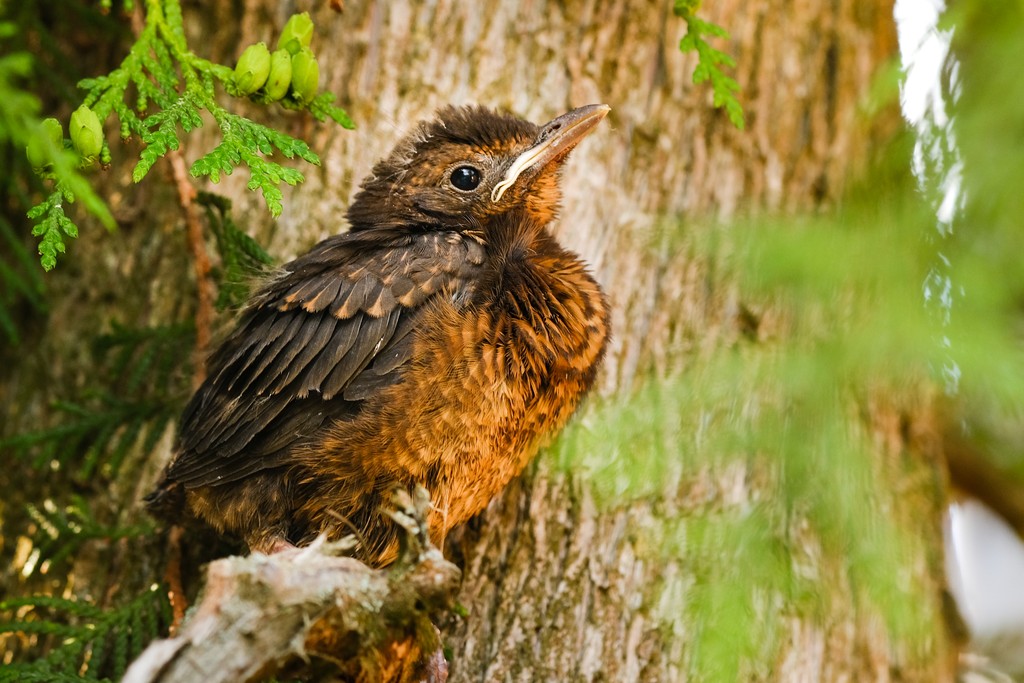 période nidification elagage